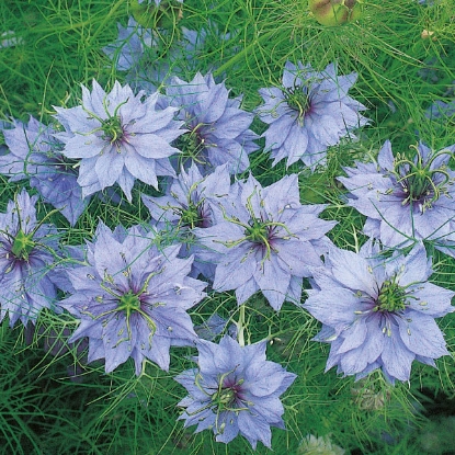 Picture of Nigella - Miss Jekyll White